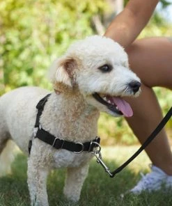 Frisco Basic No Pull Harness 11 Frisco Basic No Pull Harness -Frisco Sales 2024 277871 PT4. SY630 V1629816973