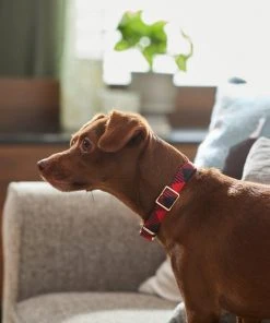 Frisco Fashion Collar, Buffalo Plaid -Frisco Sales 2024 287509 PT8. SY630 V1632315534