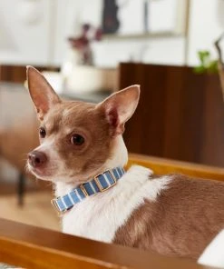 Frisco Fashion Collar, Striped -Frisco Sales 2024 287511 PT8. SY630 V1632315168