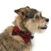 Frisco Removeable Fashion Collar Bow, Buffalo Plaid 1 Frisco Removeable Fashion Collar Bow, Buffalo Plaid -Frisco Sales 2024 287530 MAIN. SY630 V1632279095
