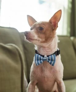 Frisco Fashion Bow, Striped -Frisco Sales 2024 287532 PT8. SY630 V1632315586