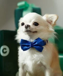 Frisco Glitter Dog Collar with Removeable Glitter Bow -Frisco Sales 2024 289712 PT8. SY630 V1632189788