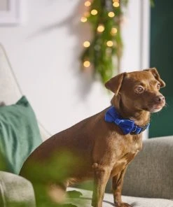 Frisco Velvet Dog Collar With Removeable Velvet Bow -Frisco Sales 2024 289734 PT8. SY630 V1632186735