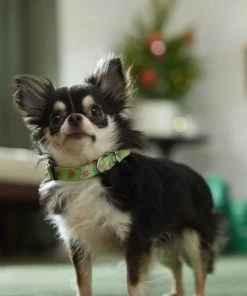 Frisco Gingerbread Cheer Dog Collar -Frisco Sales 2024 289752 PT8. SY630 V1632185508