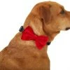 Frisco Removeable Velvet Collar Bow -Frisco Sales 2024 289810 MAIN. SY630 V1632188498