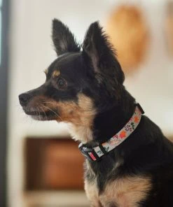 Frisco Mountain Leaves Dog Collar -Frisco Sales 2024 291244 PT3. SY630 V1629488588