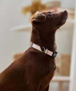 Frisco Purple Colorblock Dog Collar -Frisco Sales 2024 291277 PT3. SY630 V1629488251