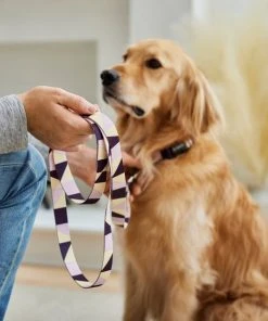 Frisco Purple Colorblock Dog Collar -Frisco Sales 2024 291282 PT3. SY630 V1629488015