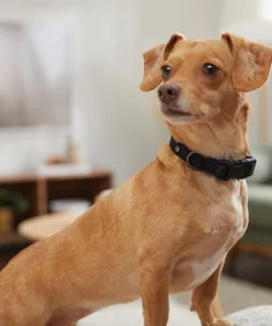 Frisco Monochromatic Dog Collar -Frisco Sales 2024 291556 PT8. SY630 V1633121263