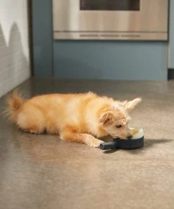 Frisco Brunch Breakfast Skillet Latex Squeaky Dog Toy, 2 count -Frisco Sales 2024 297264 PT2. SY630 V1642088320