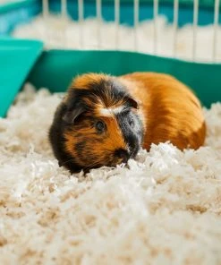 Frisco Corner Litter Box, Navy, Small + Small Animal Bedding, White -Frisco Sales 2024 301912 PT8. SY630 V1644970322