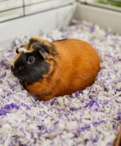 Frisco High Sided Litter Box + Small Animal Bedding, Lavender -Frisco Sales 2024 301932 PT7. SY630 V1644977520