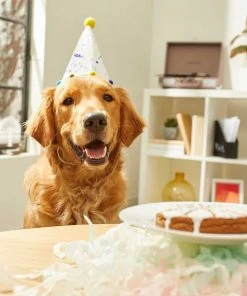 Frisco Confetti Birthday Hat, Medium/Large + Dog & Cat T-Shirt, Blue -Frisco Sales 2024 302428 PT3. SY630 V1623047859