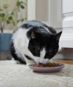 Frisco Paris Non-skid Ceramic Dish, 0.50 Cup + Cat Dish, 1.50 Cup 15 Frisco Paris Non-skid Ceramic Dish, 0.50 Cup + Cat Dish, 1.50 Cup -Frisco Sales 2024 302490 PT4. SY630 V1623074555