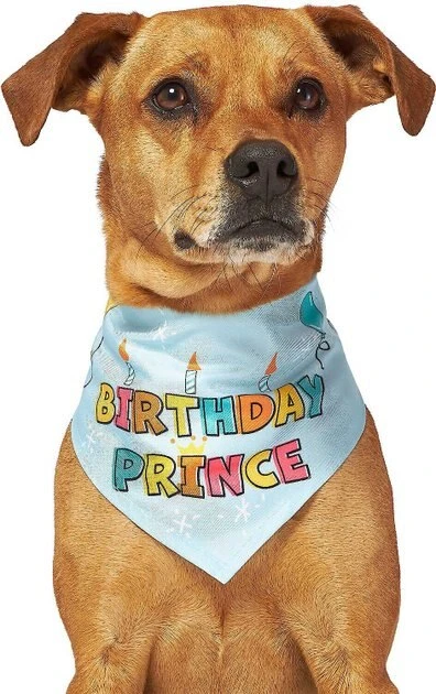 Frisco Birthday Prince Bandana, Medium/Large + Dog & Cat T-Shirt, Blue 6 Frisco Birthday Prince Bandana, Medium/Large + Dog & Cat T-Shirt, Blue - Image 4