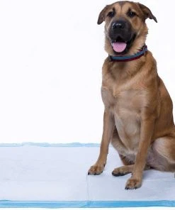 Frisco Fold & Carry Double Door Collapsible Wire Crate, 42 inch + Giant Dog Training & Potty Pads, 27.5 x 44-in, 30 count, Unscented -Frisco Sales 2024 303426 PT8. SY630 V1623080241