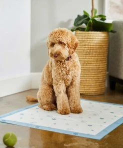 Frisco Fold & Carry Single Door Collapsible Wire Crate, 36 inch + Extra Large Printed Dog Training & Potty Pads, 28 x 34-in, 40 count, Unscented -Frisco Sales 2024 303438 PT8. SY630 V1623051743