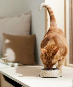 Frisco Circle Design Stainless Steel Dog & Cat Bowl -Frisco Sales 2024 311967 PT3. SY630 V1642542535