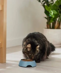 Frisco Coral Design Stainless Steel Dog & Cat Bowl, Teal -Frisco Sales 2024 311971 PT3. SY630 V1642542516