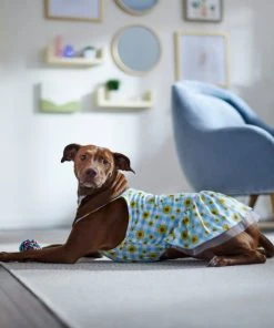 Frisco Sunflower Gingham Dog & Cat Dress -Frisco Sales 2024 312120 PT8. SY630 V1644426245