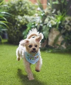 Frisco Good Vibes Dog & Cat Bandana -Frisco Sales 2024 312297 PT8. SY630 V1644881220