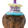 Frisco Happy Birthday Guinea Pig Hat -Frisco Sales 2024 313132 MAIN. SY630 V1644431489