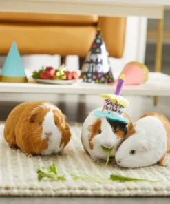 Frisco Happy Birthday Guinea Pig Hat -Frisco Sales 2024 313132 PT8. SY630 V1644526064