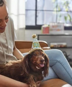 Frisco It's a Party Animal Dog & Cat Hat 11 Frisco It's a Party Animal Dog & Cat Hat -Frisco Sales 2024 315139 PT8. SY630 V1646435317