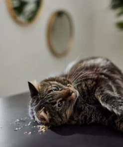 Frisco Natural Catnip -Frisco Sales 2024 316067 PT3. SY630 V1634850389