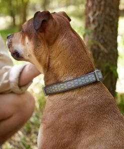 Frisco Outdoor Comfort Print Nylon Padded Collar, Large, Neck: 18 -26-in, Width: 1-in + Outdoor Ultra Reflective Rope Leash With Padded Handle, Stone Gray, 6 - ft -Frisco Sales 2024 319072 PT4. SY630 V1631157100