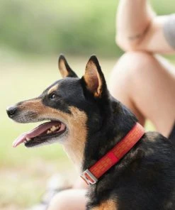 Frisco Outdoor Comfort Print Nylon Padded Collar, Large, Neck: 18 -26-in, Width: 1-in + Outdoor Ultra Reflective Rope Leash With Padded Handle, Sunset Orange, 6 - ft 15 Frisco Outdoor Comfort Print Nylon Padded Collar, Large, Neck: 18 -26-in, Width: 1-in + Outdoor Ultra Reflective Rope Leash With Padded Handle, Sunset Orange, 6 - ft -Frisco Sales 2024 319074 PT4. SY630 V1631152583