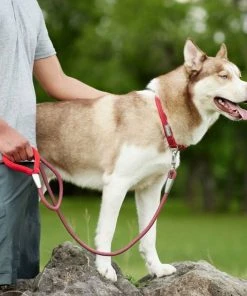 Frisco Outdoor Comfort Print Nylon Padded Collar, Large, Neck: 18 -26-in, Width: 1-in + Outdoor Ultra Reflective Rope Leash With Padded Handle, Sunset Orange, 6 - ft 19 Frisco Outdoor Comfort Print Nylon Padded Collar, Large, Neck: 18 -26-in, Width: 1-in + Outdoor Ultra Reflective Rope Leash With Padded Handle, Sunset Orange, 6 - ft -Frisco Sales 2024 319074 PT8. SY630 V1631155605