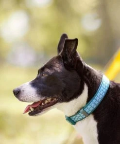 Frisco Outdoor Comfort Print Nylon Padded Collar, Medium - Neck: 14-20-in, Width: 3/4-in + Outdoor Ultra Reflective Rope Leash With Padded Handle, Bayou Teal, 6 - ft -Frisco Sales 2024 319076 PT4. SY630 V1631148393