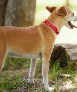 Frisco Outdoor Frisco Nylon Collar, Flamepoint Orange, Small-Neck: 10-14-in, Width: 5/8-in + Rope Leash With Padded Handle, Sunset Orange, 6-ft -Frisco Sales 2024 319098 PT4. SY630 V1631150473