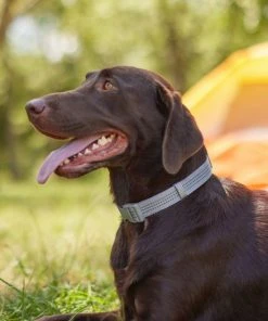 Frisco Outdoor Frisco Nylon Collar, Forest Green, Medium-Neck: 14-20-in, Width: 3/4-in + Rope Leash With Padded Handle, Stone Gray, 6-ft 15 Frisco Outdoor Frisco Nylon Collar, Forest Green, Medium-Neck: 14-20-in, Width: 3/4-in + Rope Leash With Padded Handle, Stone Gray, 6-ft -Frisco Sales 2024 319104 PT4. SY630 V1631161597