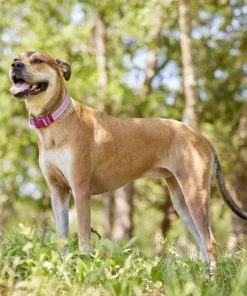 Frisco Outdoor Frisco Nylon Collar, Shadow Purple, Medium-Neck: 14-20-in, Width: 3/4-in + Rope Leash With Padded Handle, Boysenberry Purple, 6-ft 15 Frisco Outdoor Frisco Nylon Collar, Shadow Purple, Medium-Neck: 14-20-in, Width: 3/4-in + Rope Leash With Padded Handle, Boysenberry Purple, 6-ft -Frisco Sales 2024 319112 PT4. SY630 V1631141209