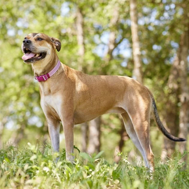 Frisco Outdoor Frisco Nylon Collar, Shadow Purple, Medium-Neck: 14-20-in, Width: 3/4-in + Rope Leash With Padded Handle, Boysenberry Purple, 6-ft 7 Frisco Outdoor Frisco Nylon Collar, Shadow Purple, Medium-Neck: 14-20-in, Width: 3/4-in + Rope Leash With Padded Handle, Boysenberry Purple, 6-ft - Image 5