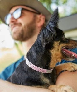 Frisco Outdoor Frisco Nylon Collar, Shadow Purple, Small-Neck: 10-14-in, Width: 5/8-in + Rope Leash With Padded Handle, Boysenberry Purple, 6-ft -Frisco Sales 2024 319114 PT4. SY630 V1631156790