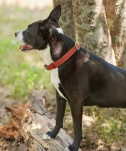 Frisco Outdoor Heathered Nylon Collar, Flamepoint Orange, Large, Neck: 18 -26-in, Width: 1-in + Dog Leash, Flamepoint Orange, Large - Length: 6-ft, Width: 1-in -Frisco Sales 2024 319118 PT4. SY630 V1631140876