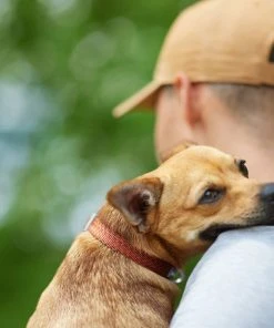 Frisco Outdoor Heathered Nylon Collar, Flamepoint Orange, Medium - Neck: 14-20-in, Width: 3/4-in + Dog Leash, Flamepoint Orange, Medium - Length: 6-ft, Width: 3/4-in -Frisco Sales 2024 319120 PT4. SY630 V1631142689