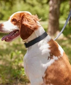 Frisco Outdoor Heathered Nylon Collar, Midnight Black, MD - Neck: 14-20-in, Width: 3/4-in + Dog Leash, Midnight Black, MD - Length: 6-ft, Width: 3/4-in 14 Frisco Outdoor Heathered Nylon Collar, Midnight Black, MD - Neck: 14-20-in, Width: 3/4-in + Dog Leash, Midnight Black, MD - Length: 6-ft, Width: 3/4-in -Frisco Sales 2024 319126 PT4. SY630 V1631158899