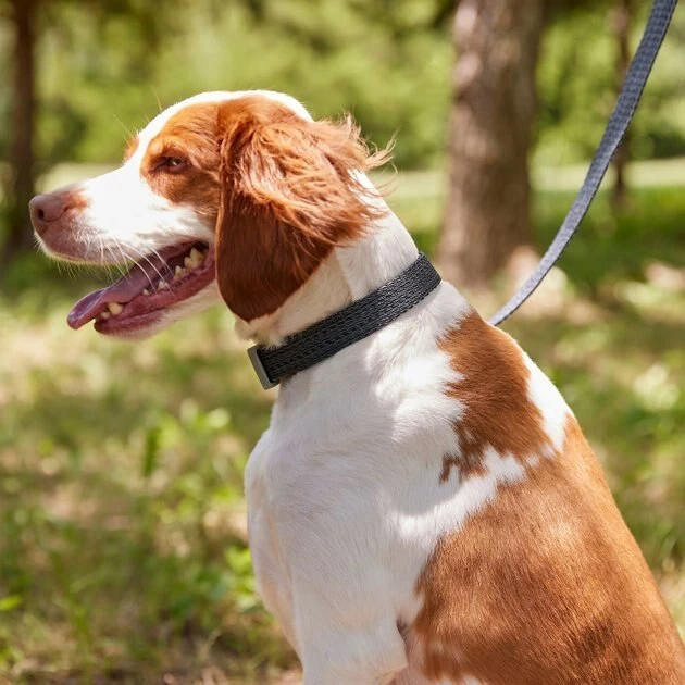 Frisco Outdoor Heathered Nylon Collar, Midnight Black, MD - Neck: 14-20-in, Width: 3/4-in + Dog Leash, Midnight Black, MD - Length: 6-ft, Width: 3/4-in 7 Frisco Outdoor Heathered Nylon Collar, Midnight Black, MD - Neck: 14-20-in, Width: 3/4-in + Dog Leash, Midnight Black, MD - Length: 6-ft, Width: 3/4-in - Image 5
