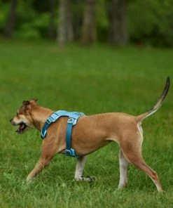 Frisco Outdoor Lightweight Ripstop Nylon Harness, River Blue, Extra Large, Neck: 22 to 34-in, Girth: 32 to 44-in + Heathered Dog Leash, River Blue, Large - Length: 6-ft, Width: 1-in -Frisco Sales 2024 319164 PT5. SY630 V1631151981