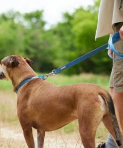 Frisco Outdoor Lightweight Ripstop Nylon Harness, River Blue, Extra Large, Neck: 22 to 34-in, Girth: 32 to 44-in + Heathered Dog Leash, River Blue, Large - Length: 6-ft, Width: 1-in -Frisco Sales 2024 319164 PT8. SY630 V1631154375
