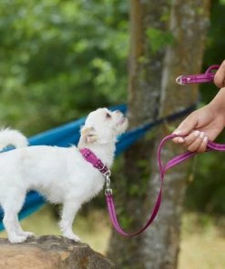 Frisco Outdoor Nylon Reflective Comfort Padded Collar, Boysenberry Purple, Extra Small, Neck: 8-12-in, Width: 5/8th -in + Dog Leash, Boysenberry Purple, Small - Length: 6-ft, Width: 5/8-in -Frisco Sales 2024 319220 PT8. SY630 V1631155270