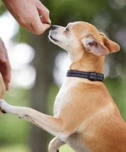 Frisco Outdoor Nylon Reflective Comfort Padded Collar, Midnight Black, SM - Neck: 10-14-in, Width: 5/8-in + Dog Leash, Midnight Black, SM - Length: 6-ft, Width: 5/8-in -Frisco Sales 2024 319232 PT4. SY630 V1631157997