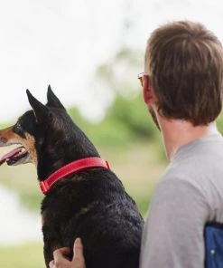 Frisco Outdoor Nylon Reflective Comfort Padded Collar, Sunset Orange, Large, Neck: 18 -26-in, Width: 1-in + Dog Leash, Sunset Orange, Large - Length: 6-ft, Width: 1-in -Frisco Sales 2024 319238 PT4. SY630 V1631145710