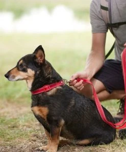 Frisco Outdoor Nylon Reflective Comfort Padded Collar, Sunset Orange, Large, Neck: 18 -26-in, Width: 1-in + Dog Leash, Sunset Orange, Large - Length: 6-ft, Width: 1-in -Frisco Sales 2024 319238 PT8. SY630 V1631138792