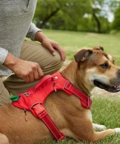 Frisco Outdoor Premium Ripstop Nylon Harness with Pocket, Sunset Orange, Extra Large, Neck: 22 to 34-in, Girth: 32 to 44-in + Reflective Comfort Padded Dog Leash, Sunset Orange, Large - Length: 6-ft, Width: 1-in 15 Frisco Outdoor Premium Ripstop Nylon Harness with Pocket, Sunset Orange, Extra Large, Neck: 22 to 34-in, Girth: 32 to 44-in + Reflective Comfort Padded Dog Leash, Sunset Orange, Large - Length: 6-ft, Width: 1-in -Frisco Sales 2024 319310 PT4. SY630 V1631143594