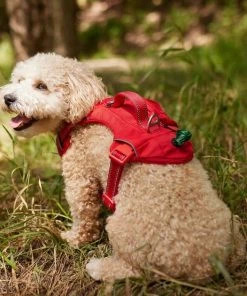 Frisco Outdoor Premium Ripstop Nylon Harness with Pocket, Sunset Orange, Medium, Neck: 15 to 23-in, Girth, 20 to 28-in + Waterproof Stinkproof PVC Rope Leash, Sunset Orange, 6 Ft. -Frisco Sales 2024 319324 PT4. SY630 V1630623686